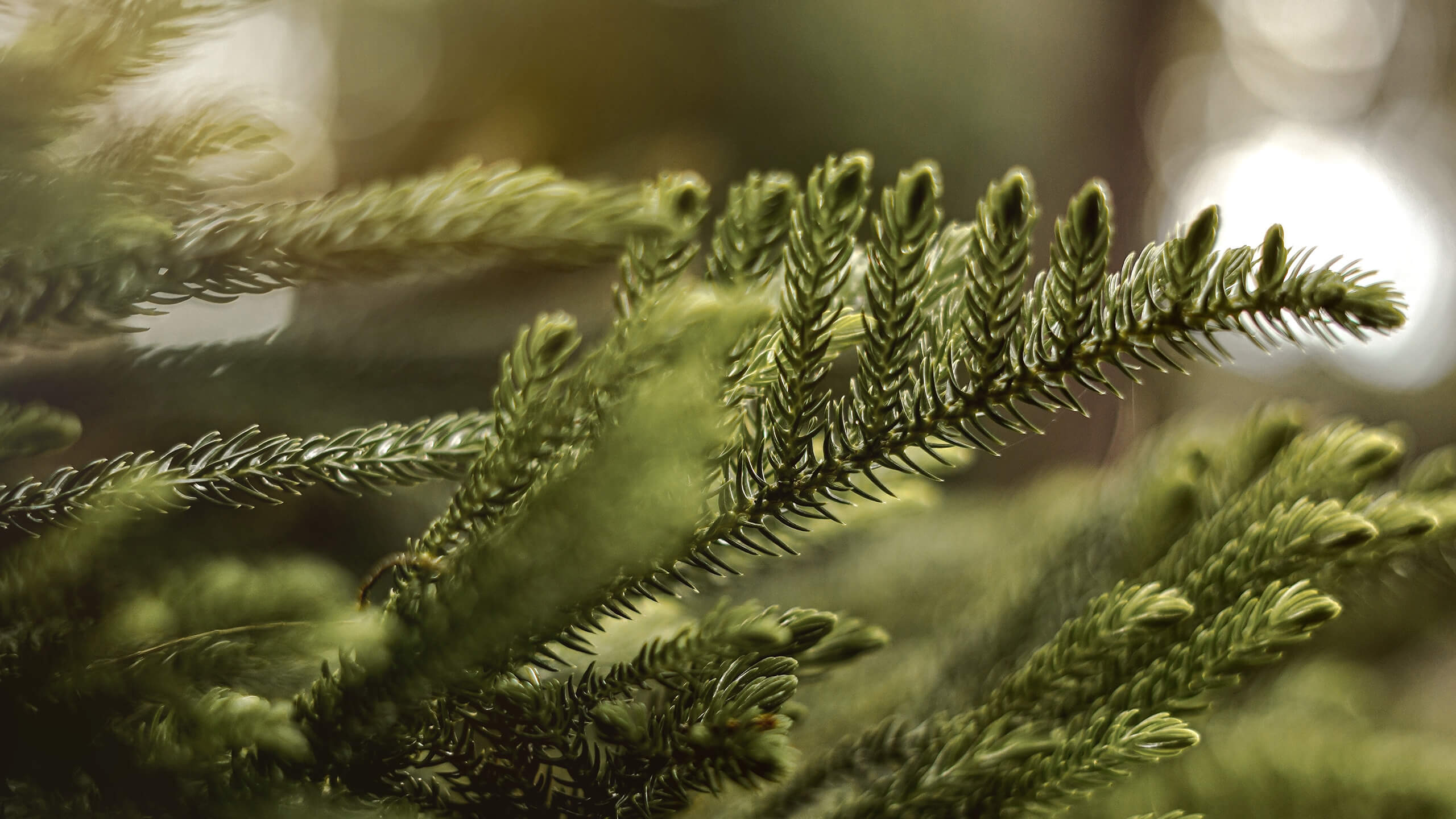 Il potere antinfiammatorio e rimineralizzante di menta, equiseto e rosmarino: la soluzione naturale ai problemi articolari e muscolari